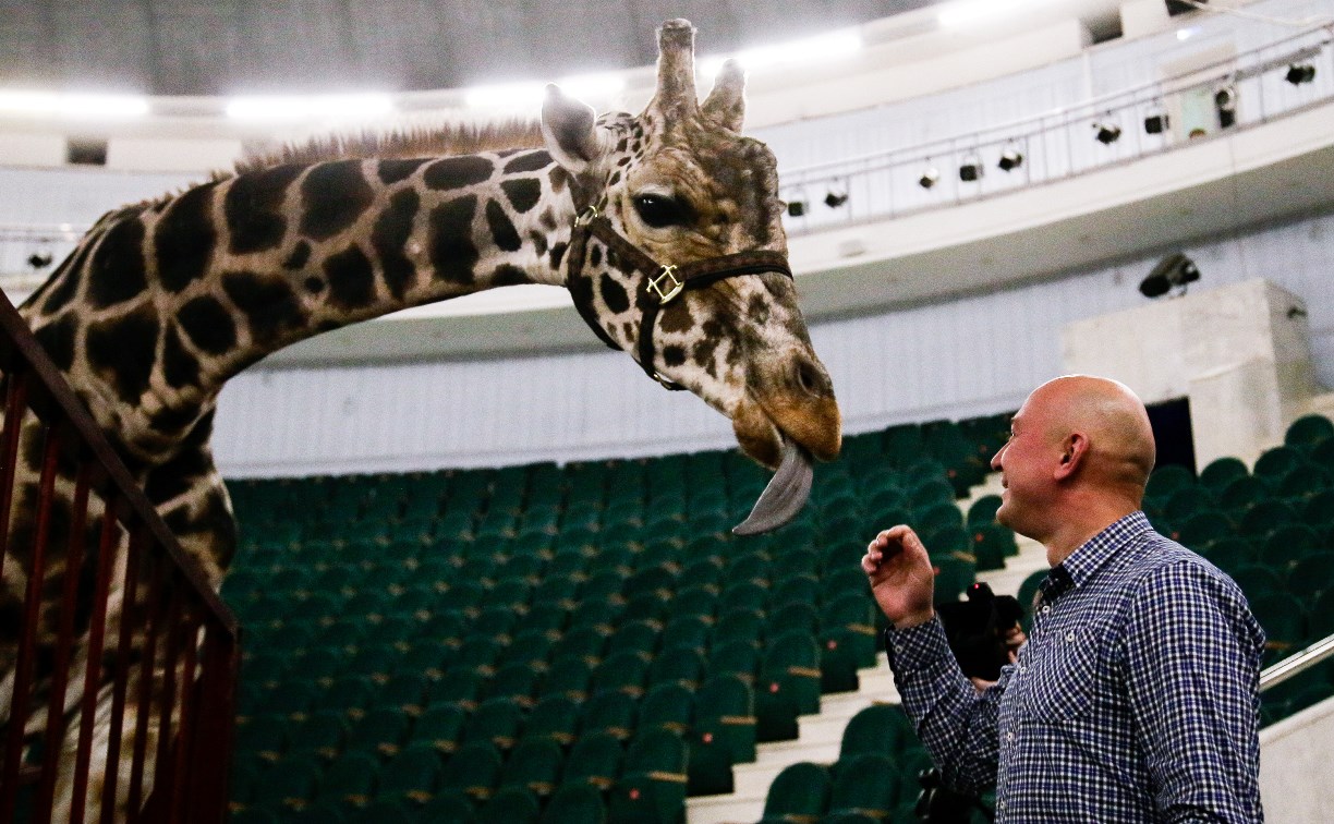Цирк больших зверей в Туле: милый жираф Багир готов целовать и удивлять зрителей