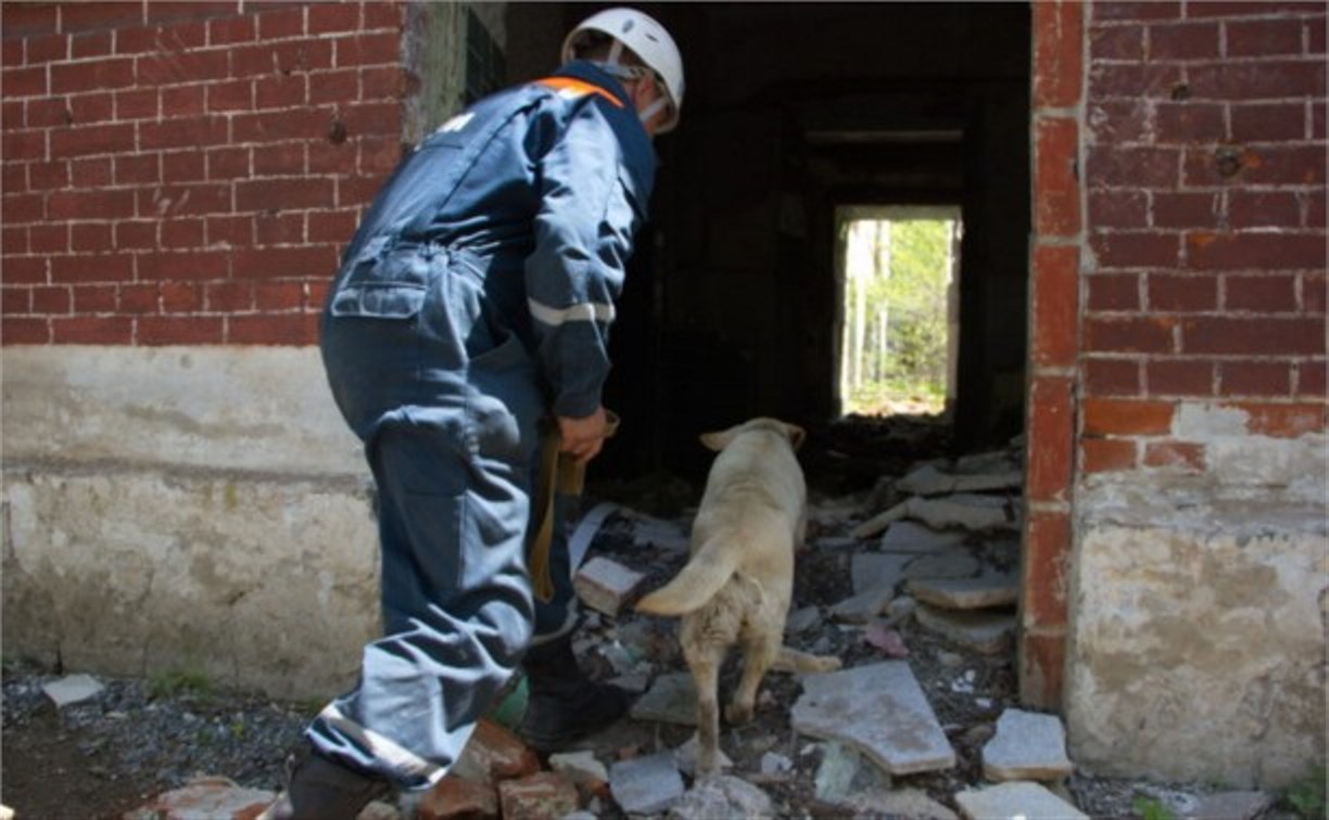  Тульские собаки-спасатели участвуют в соревнованиях в Брянской области