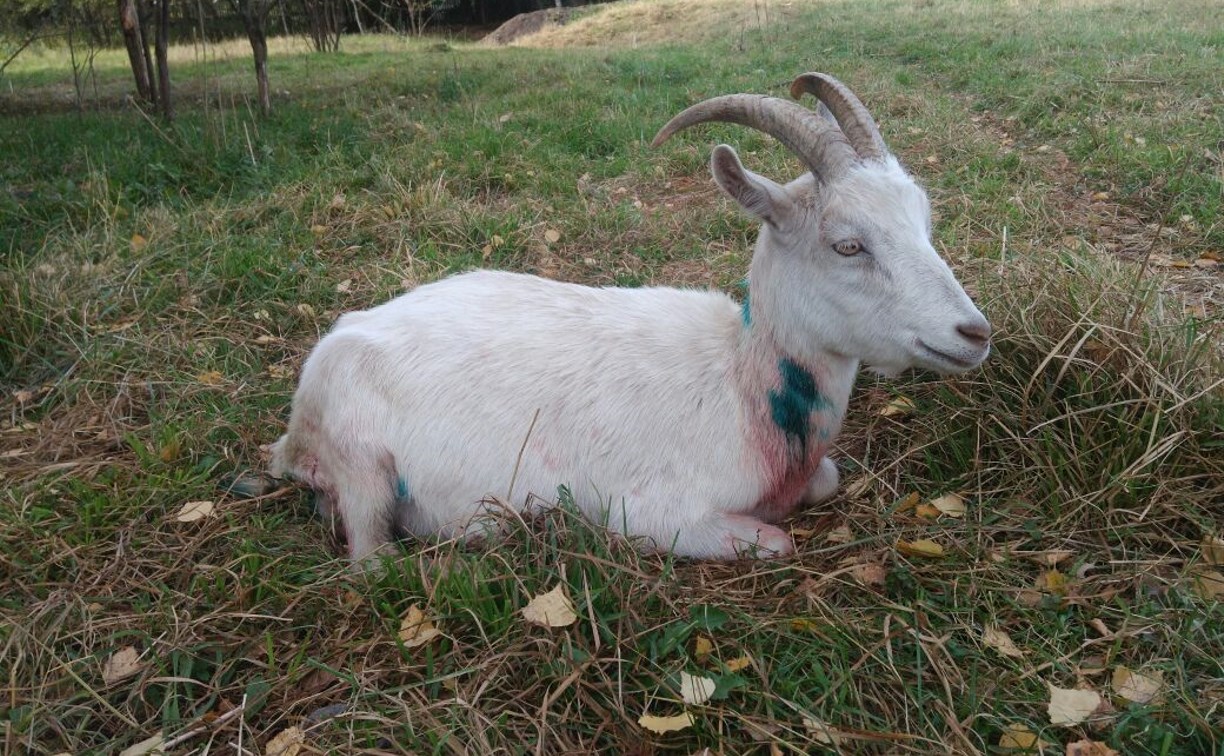 В Тульской области стая бродячих собак перегрызла стадо коз