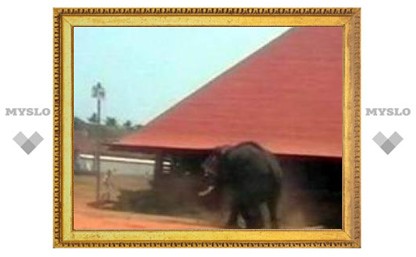 Взбесившийся слон убил в храме на юге Индии трех человек