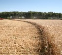 В Тульской области не обрабатывается 29% земель сельхозназначения
