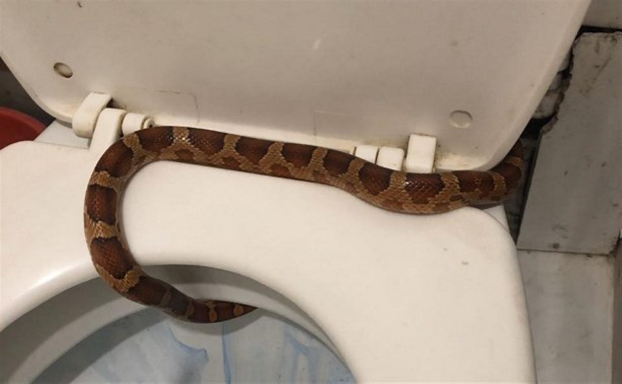 «Туалетная» змея в тульской многоэтажке до сих пор не найдена