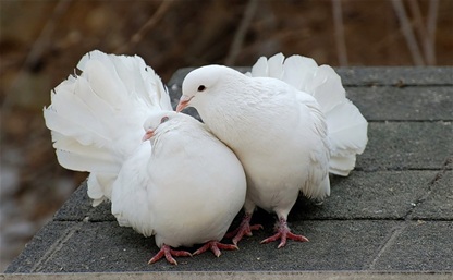 Ефремовец украл 15 голубей, чтобы красиво признаться в любви