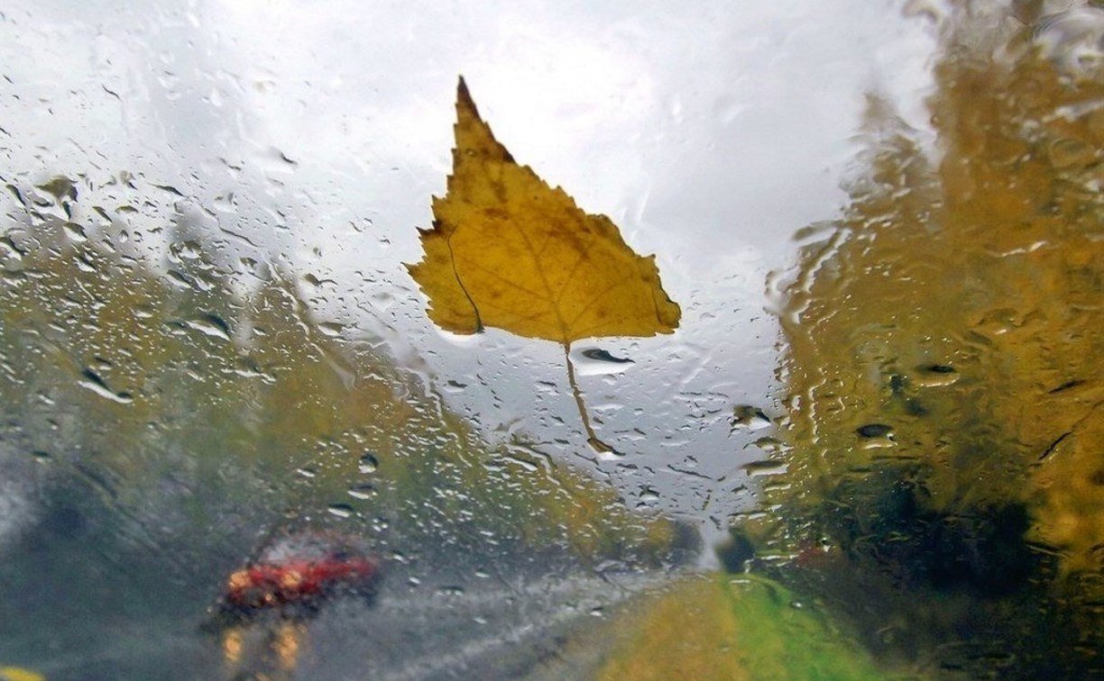 Погода в Туле 5 сентября: дождливо и прохладно