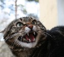 В Алексинском районе бешеная кошка покусала своих хозяев