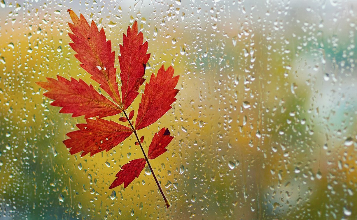 Первая неделя осени в Тульской области будет тёплой и дождливой