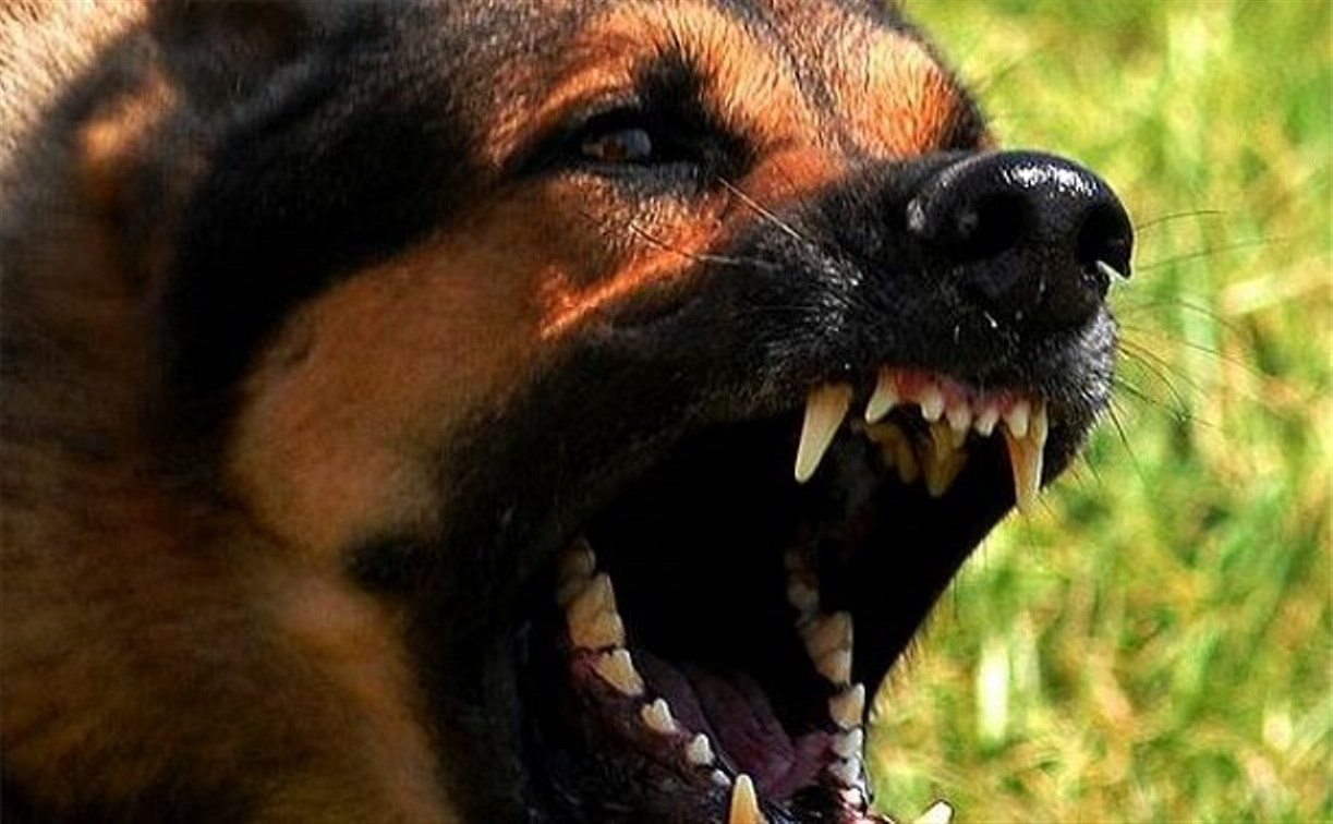 В Киреевском районе полицейские застрелили бешеную собаку