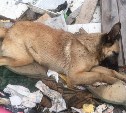 Пропавших из монастырского приюта собак нашли убитыми в селе под Тулой: фото 18+ 