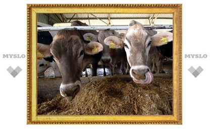Тульский «Ингосстрах» застраховал поголовье скота почти на 40 миллионов рублей