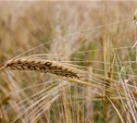 В России официально разрешена посадка ГМО-зерновых