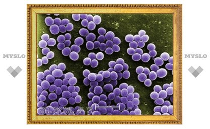 Американцы смогли преодолеть антибиотикоустойчивость супермикроба
