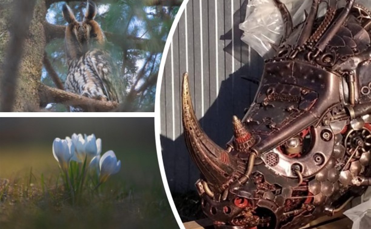 Антипаника от читателей Myslo: носорожка стим-панк, ушастая сова и весенние цветы
