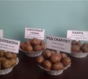 Тульская область может производить картофельные чипсы