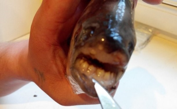 Рыбу с «человеческими» зубами отправили на экспертизу в экзотариум