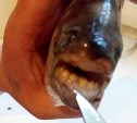 Рыбу с «человеческими» зубами отправили на экспертизу в экзотариум