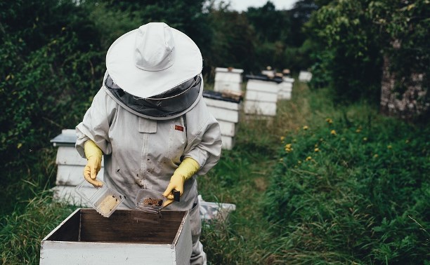 Названа причина массовой гибели пчел в России