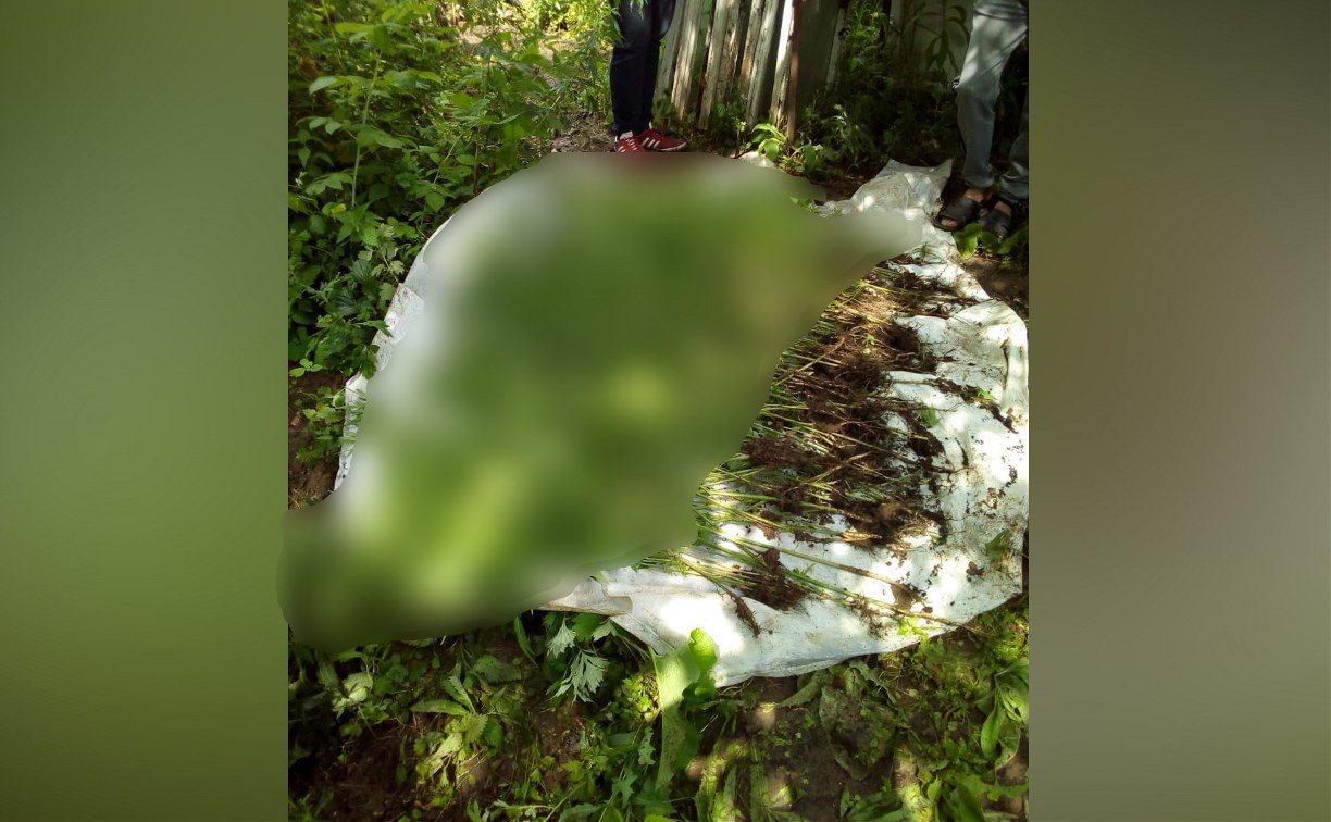 Житель Киреевского района разбил на огороде плантацию конопли