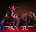 «Шоу слонов» в Тульском цирке: успей купить билет на премьеру по спеццене!