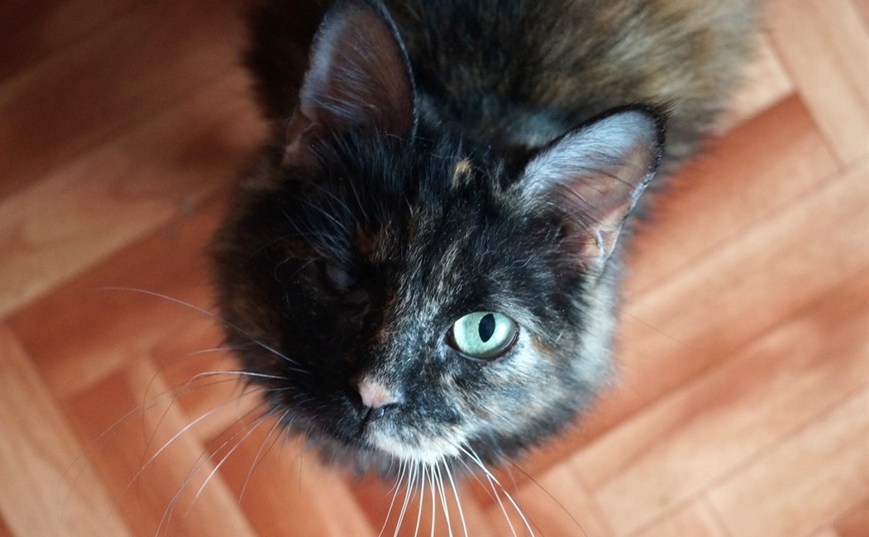 Кошачий концлагерь в Туле: волонтеры спасли 30 кошек из ужасной квартиры
