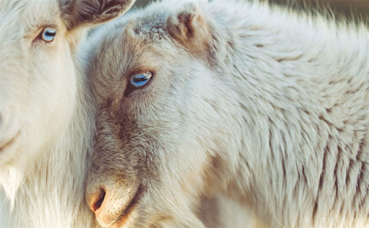 В Тульской области задержаны серийные похитители овец и баранов