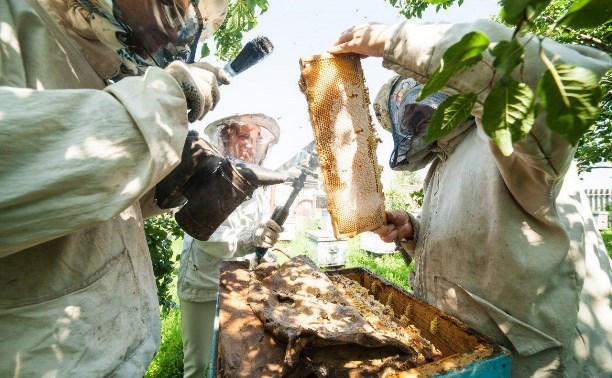 В Туле состоится собрание пчеловодов, пострадавших от массовой гибели пчёл
