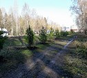 В Новомосковске высадили 100 сосен