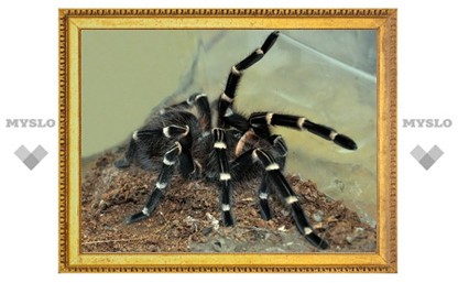В Туле появятся пауки-гиганты