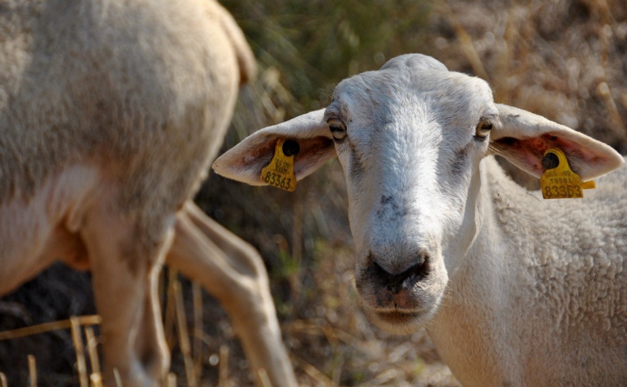 В Тульской области зафиксирована вспышка оспы овец