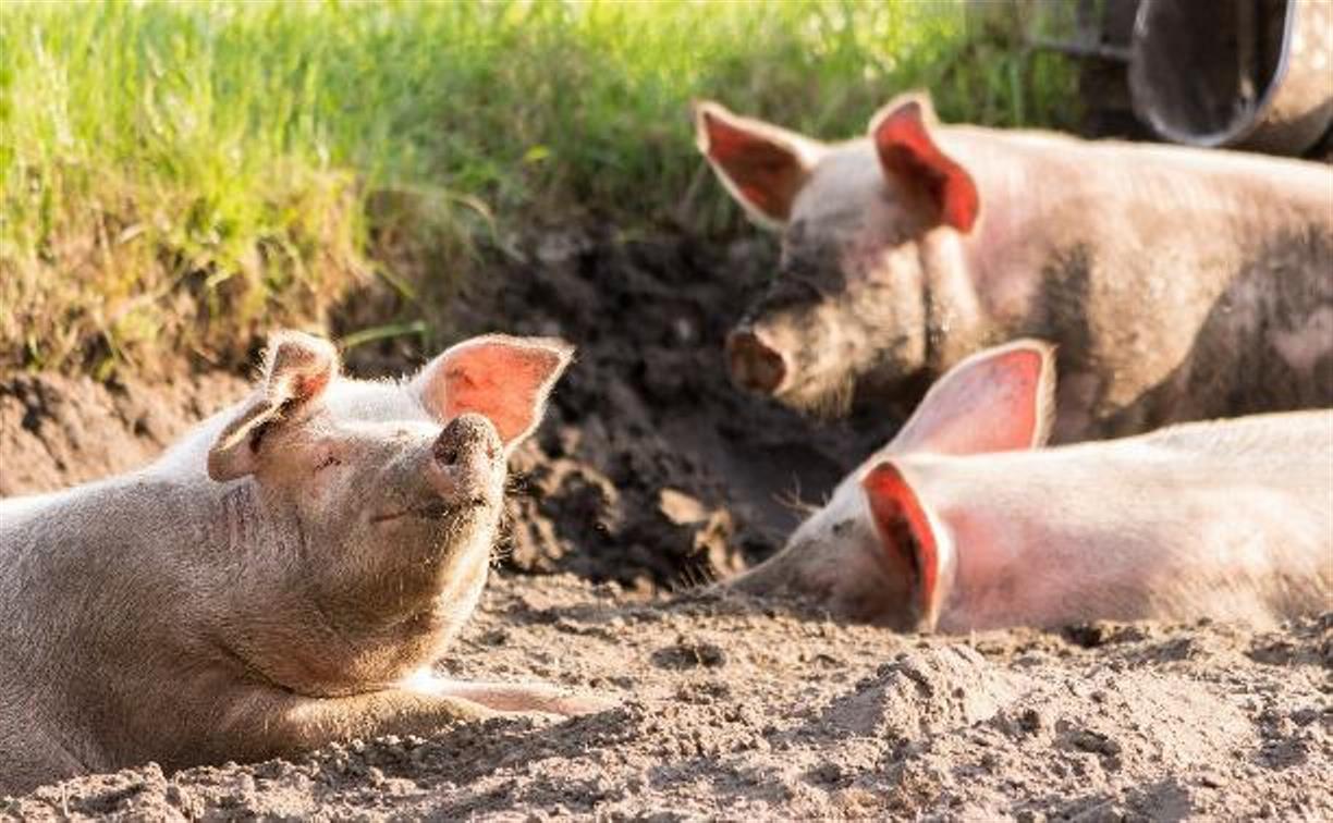 В Суворовском районе ввели карантин из-за африканской чумы свиней