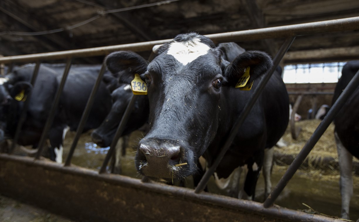 Россельхозбанк обозначил условия сохранения двух тульских молочных ферм