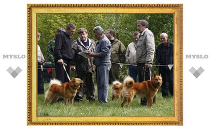 В Туле пройдет выставка охотничьих собак