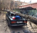 В Туле продолжают падать деревья: пострадали еще два автомобиля