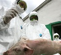  В Ясногорском районе зафиксировали смерть пяти свиней