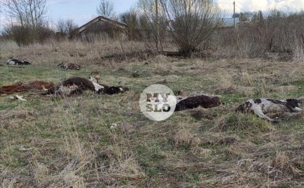 Павших коров в Тульской области проверили на сибирскую язву 