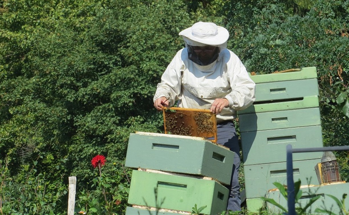 В сентябре тульские пчеловоды получат компенсации за массовую гибель пчёл