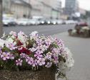Деревья&цветы: Туляки нашли ошибки в решении администрации убрать деревья с проспекта Ленина