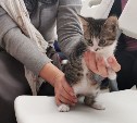 В Туле появился первый официальный музейный кот