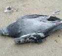 Ветеринары назвали причину массовой гибели голубей в Новомосковске