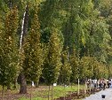 В Тульской области высажено более 1 600 молодых деревьев