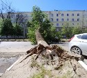 В Туле улица Болдина полностью перекрыта упавшим 20-метровым тополем