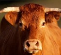 В Тульской области пастух погиб в результате нападения быка