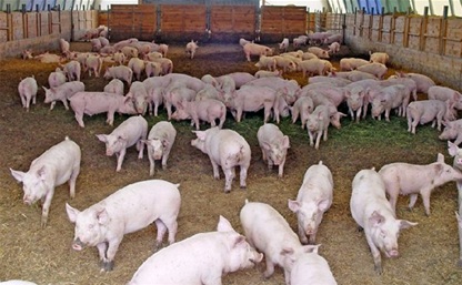 Под Тулой закрыли свиноферму, не соответствующую санитарным нормам