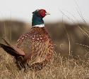 Узловская прокуратура прикрыла сайт, рассказывающий о незаконных способах охоты на фазанов
