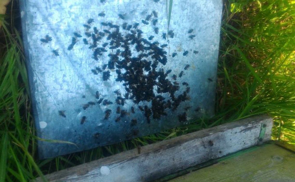 «Падают, крючатся и умирают»: Алексинцы сообщают о массовом отравлении пчёл 