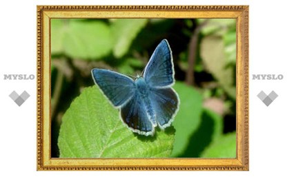 Биологи подтвердили непризнанную гипотезу Набокова о бабочках