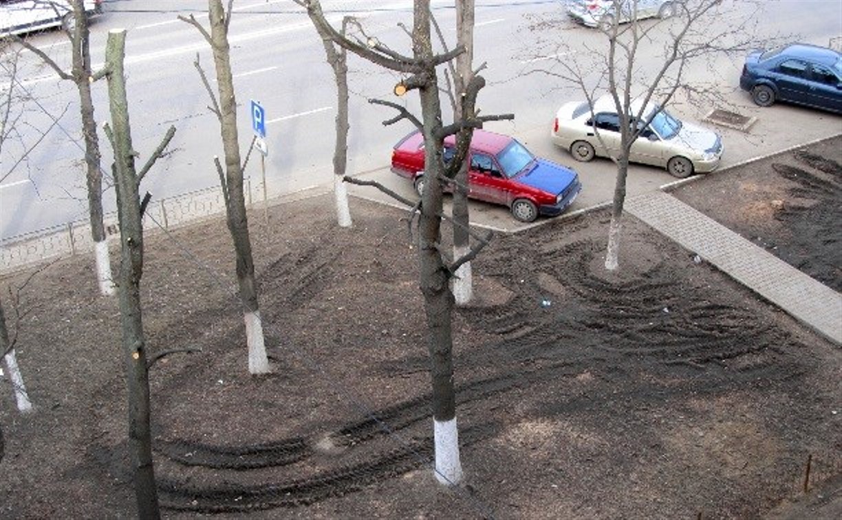Прокуратура выявила многочисленные нарушения в кронировании деревьев в Туле 