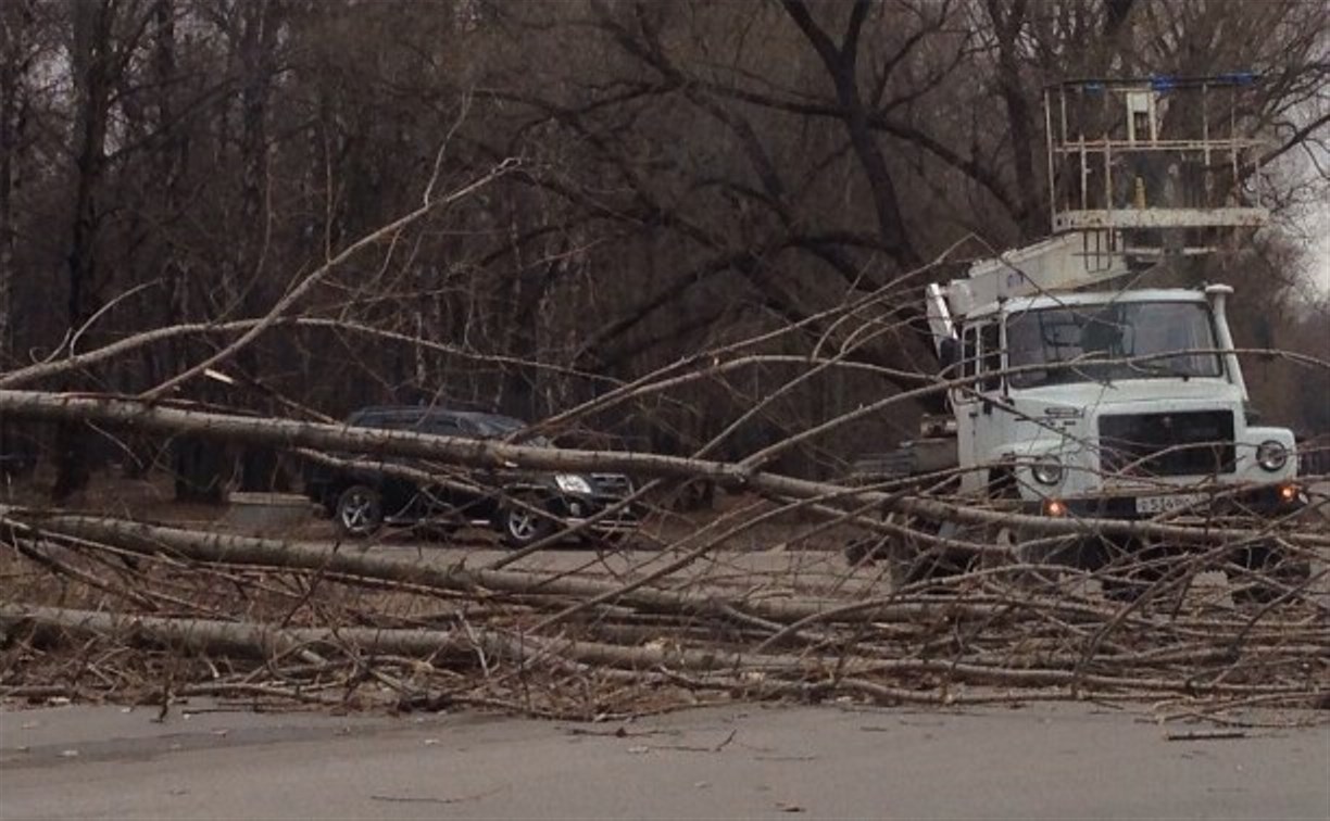 В Новомосковске шквалистый ветер повалил дерево рядом с детской больницей