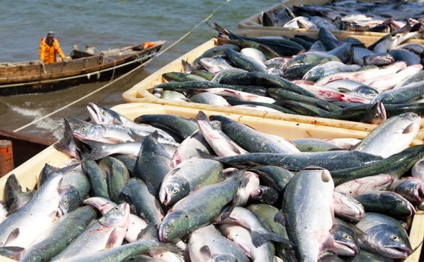 В Тульскую область будут поставлять рыбу и морепродукты с Сахалина