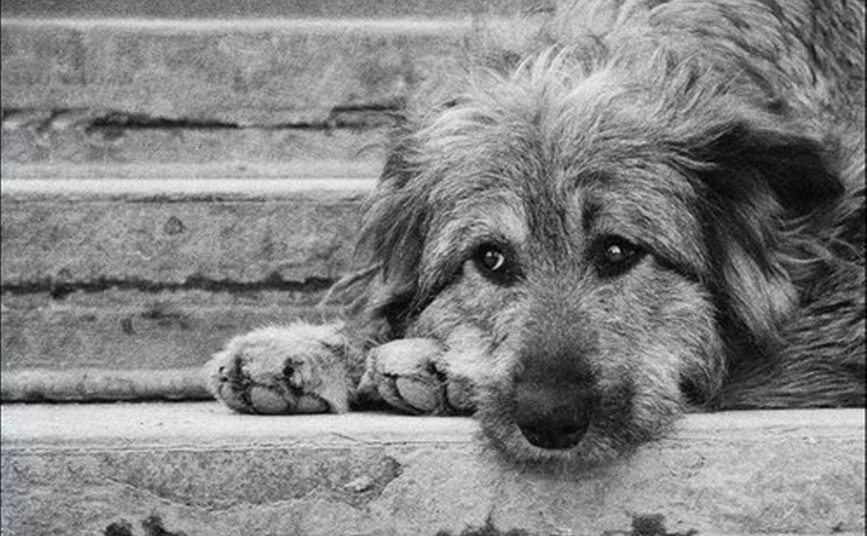 Тульская облдума просит Госдуму ускорить принятие закона об ответственном обращении с бездомными животными