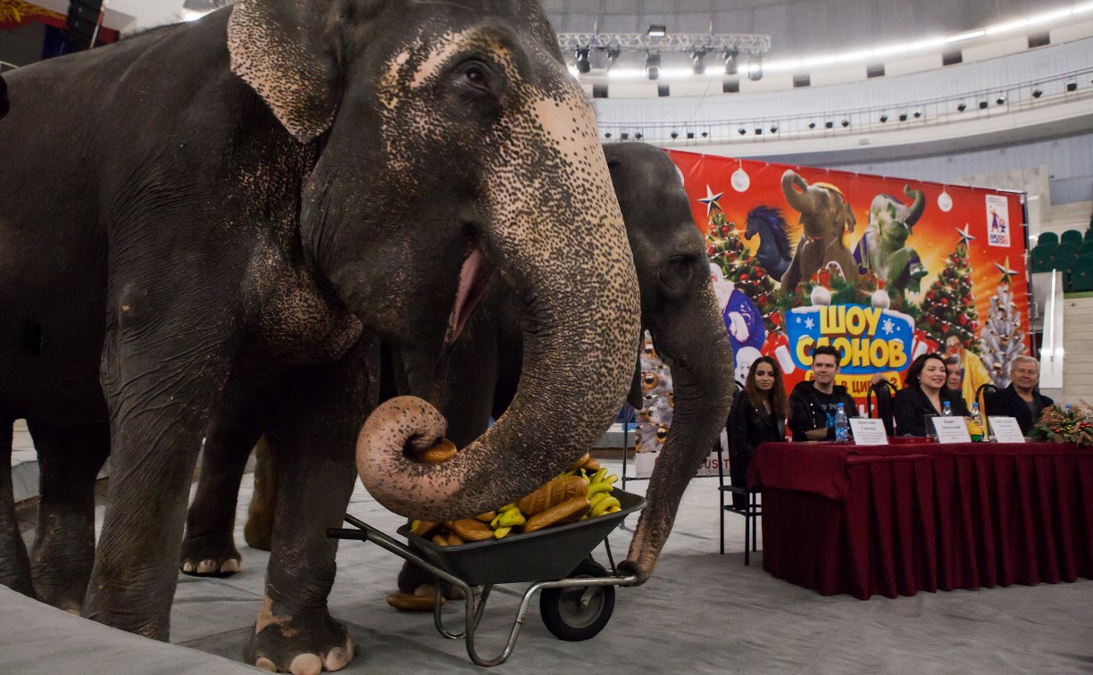 Шоу слонов: в Тулу приехали индийские девочки весом 10 тонн